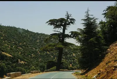 a tree on the side of a road at Dolce Vita Nid Douillet alias Havre de Paix O Coeur d Ifrane in Ifrane