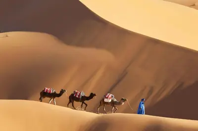 a group of camels walking in the desert at sahara bliss camp in Merzouga