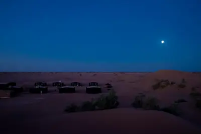 a group of cattle in the desert at night at Sahara Sunset Camp M'hamid in Mhamid